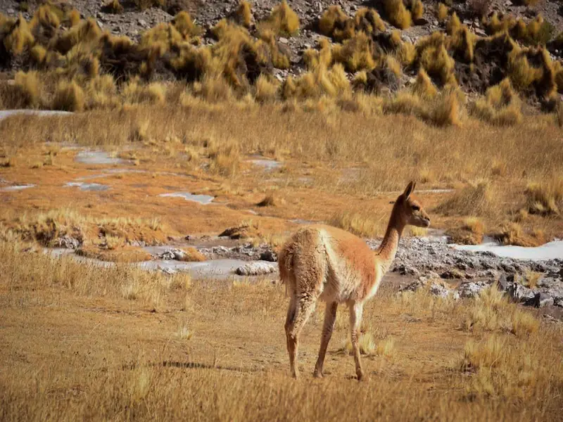 Guanacos en Fiambalá Catamarca